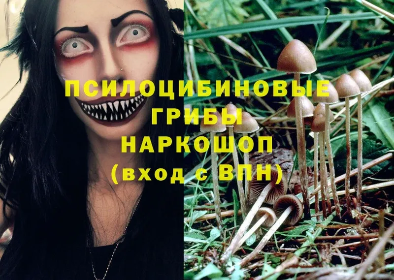 где найти наркотики  мориарти как зайти  Псилоцибиновые грибы Cubensis  Уржум 